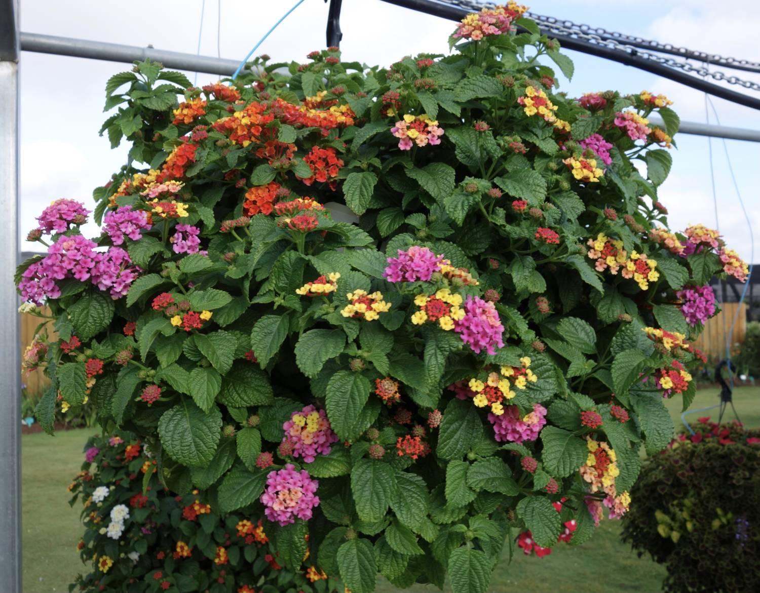 Shamrock lantana mix