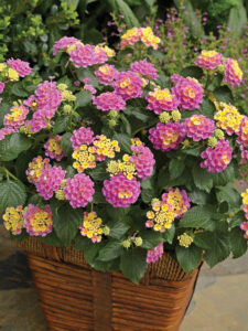Bandana Pink lantana - Syngenta