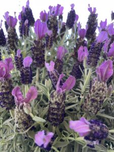 Lavender 'La Diva Big Night'