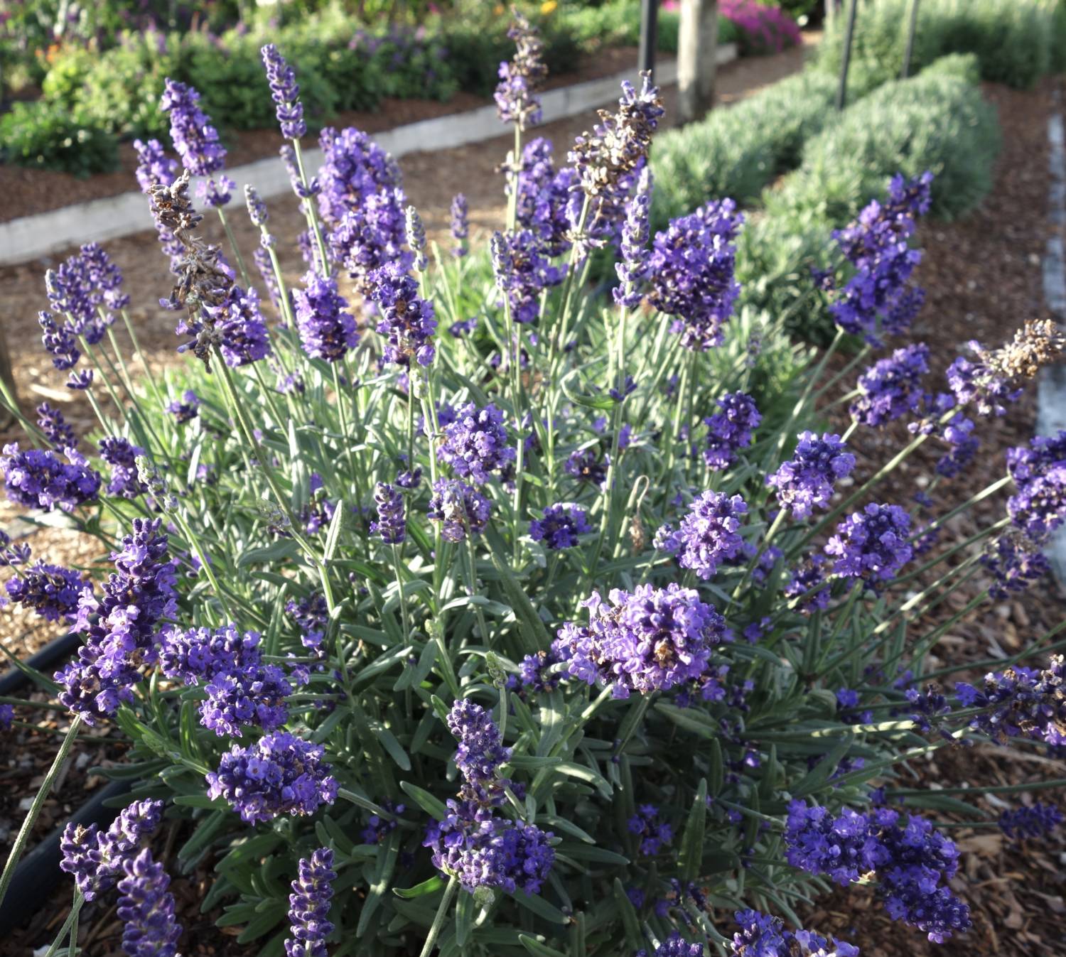 La Diva lavender - Dummen