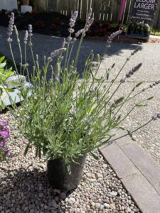 Lavender 'Layla Blue'