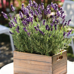 Lavender, Avignon Early Blue