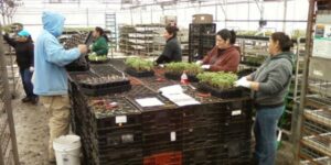 Cleaning — post lean flow — at North Creek Nurseries.