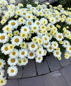 Leucanthemum 'Lemon Meringue' Photo