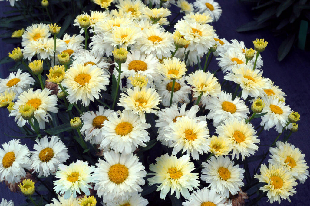 Terra Nova Nurseries Rolls Out New Leucanthemum, ‘Lemon Meringue’