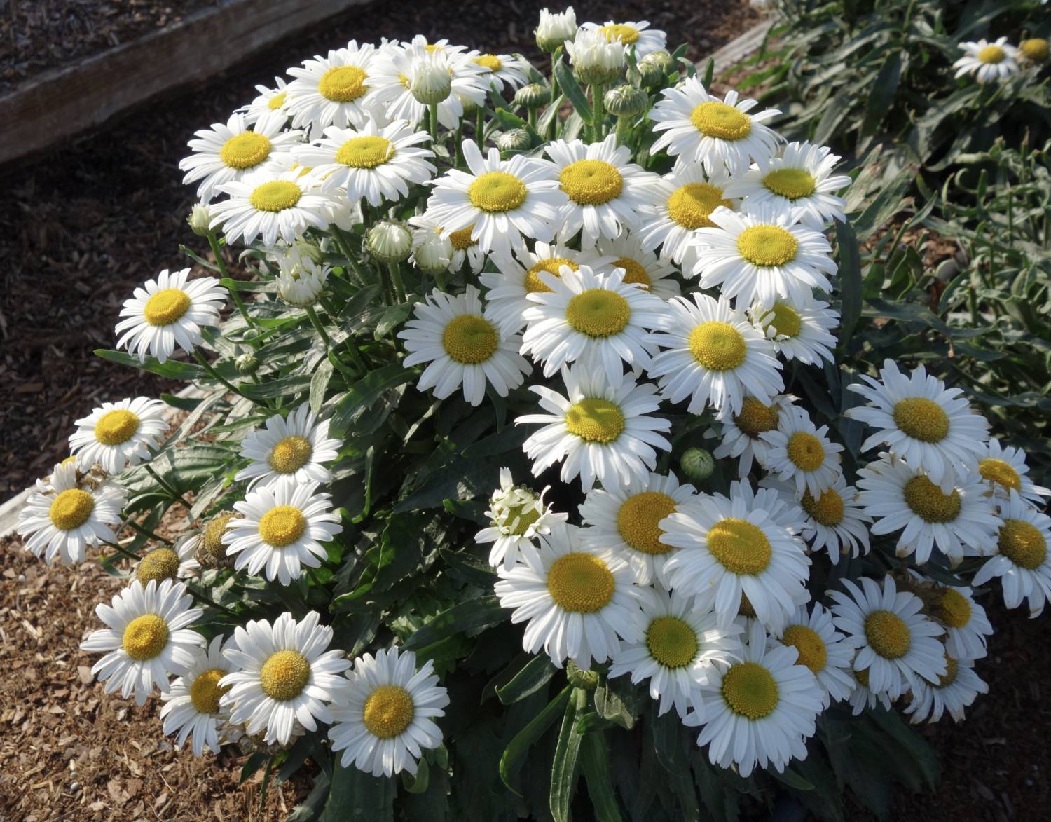Leucanthemum White Lion - Kieft