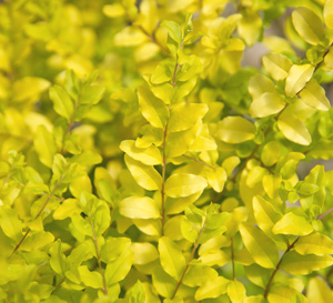 Southern Living Plant Collection Varieties Recognized by Dallas Arboretum