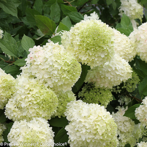 ‘Limelight’ Hydrangea Receives Louisiana Honor