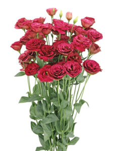 Lisianthus Arosa