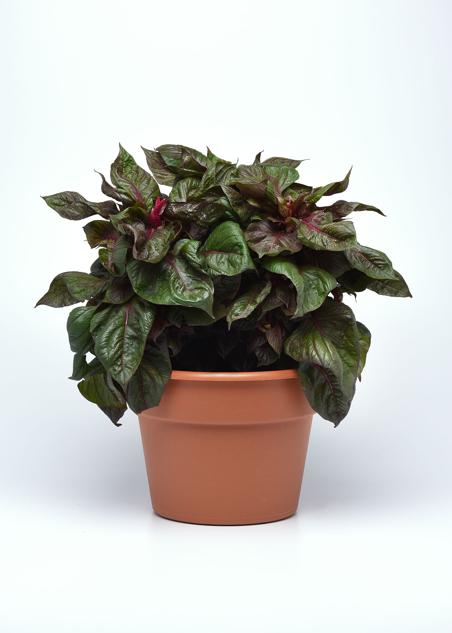 Sol Lizzard Leaf celosia 