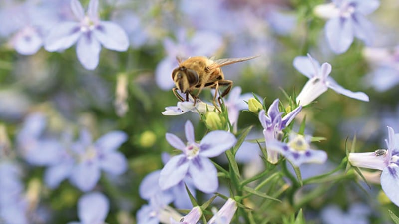 Culture Report: Lobelia Hot+ Series