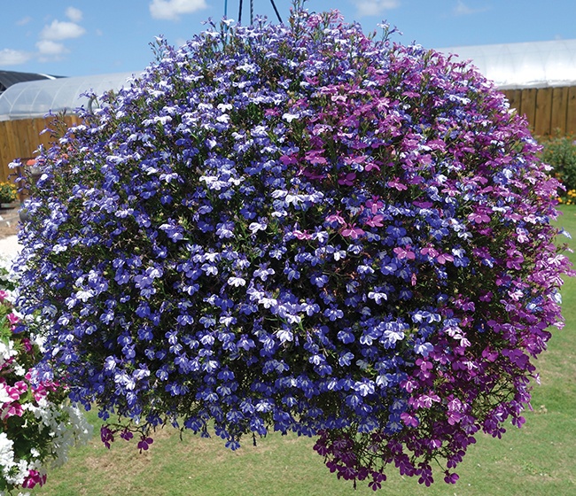 Lobelia Rift Mix - Westhoff , Vaughns View, July
