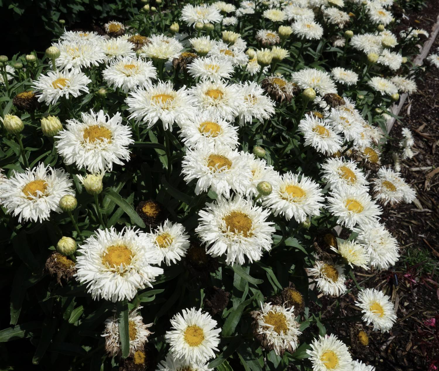 Leucanthemum Coconut - Terra Nova Nurseries
