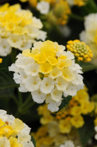 Lantana Lucky Lemon Glow - Ball