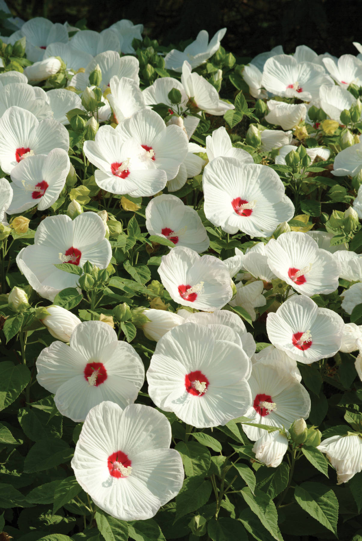 Hardy hibiscus