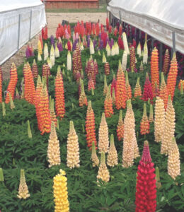 Lupine_perennials