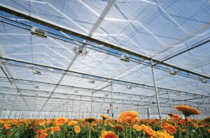 orange gerbera daisies growing inside a greenhouse