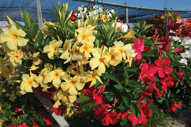 MANDEVILLA SUN PARASOL COMBO - SUNTORY, Vaughns View, July