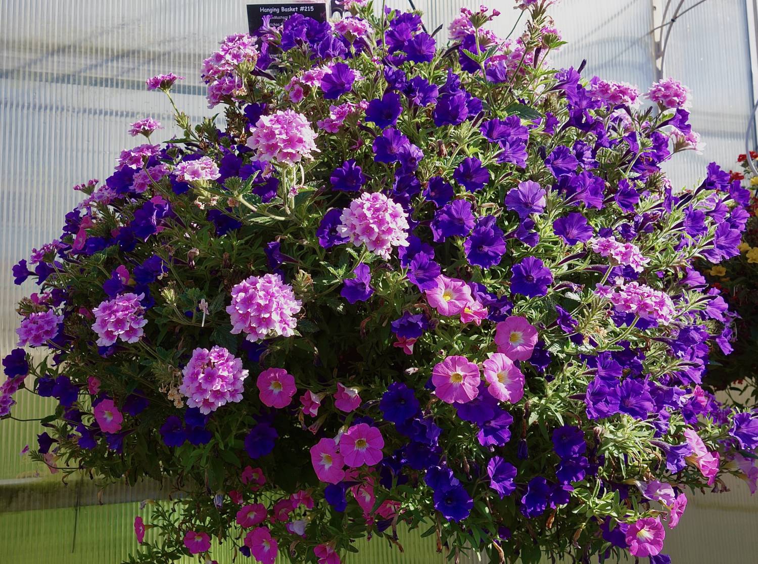 Ball FloraPlant Mixmaster