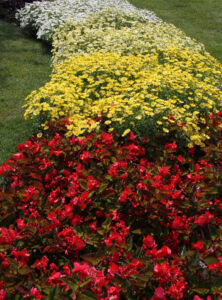 MSU trial garden