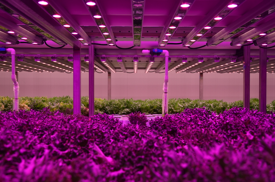 Researchers Receive Grant to Study Indoor Production of Leafy Greens