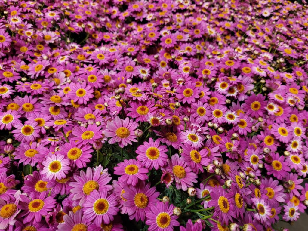 Suntory Flowers Glams Up the GRAMMYs