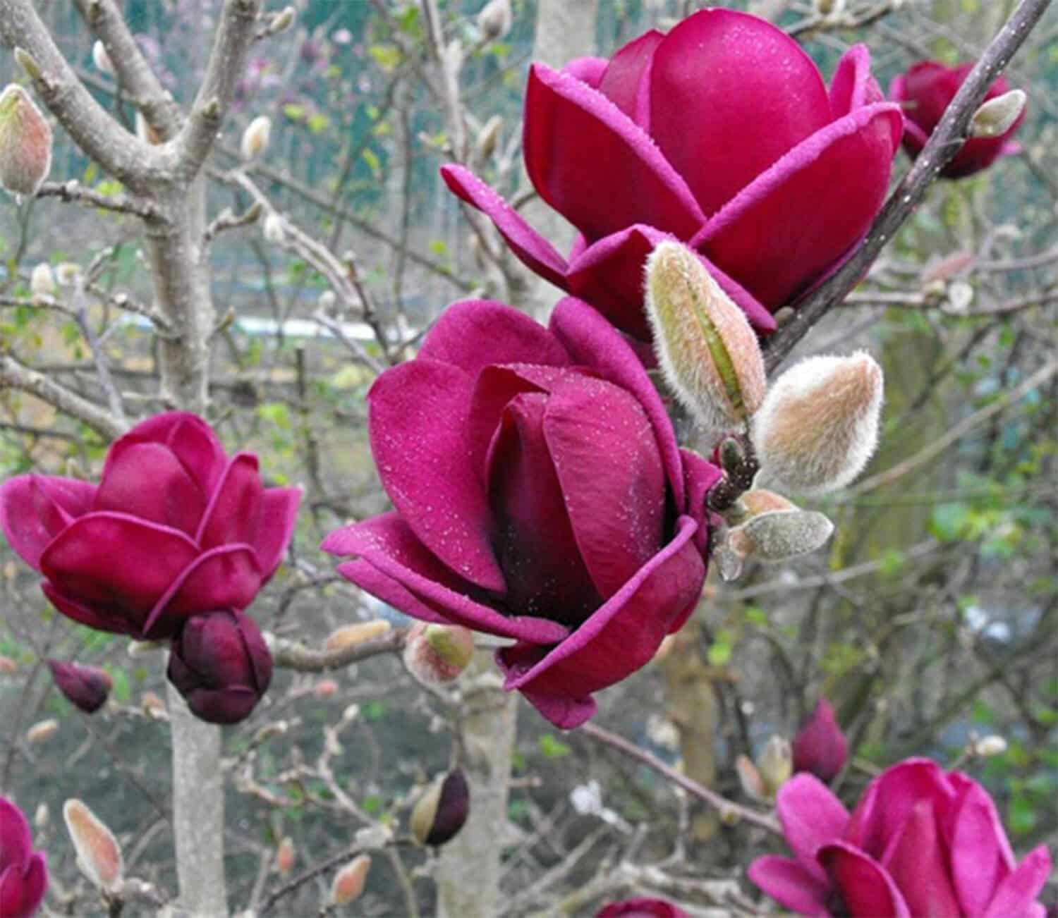 2024 PHS Gold Medal Plants Winner. Magnolia ‘Genie’.