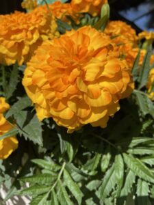 Marigold 'Endurance Sunset Gold'