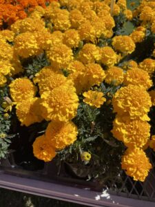 Marigold 'Super Hero Deep Yellow'