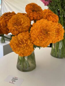 Marigold 'Xochi Orange'