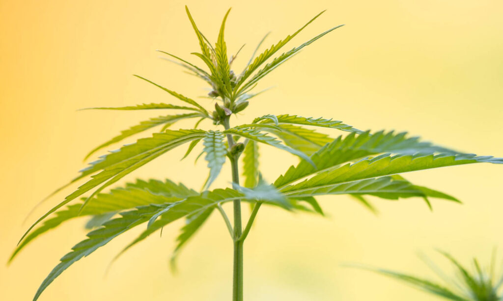 EMERGING MARKETS — Cannabis Industry Craves Employees & Production Support