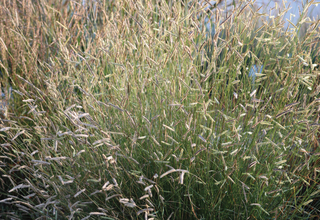 Decoding common buzzwords in horticulture