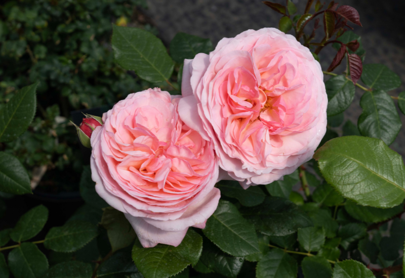 Martha Stewart rose set for 2026 release
