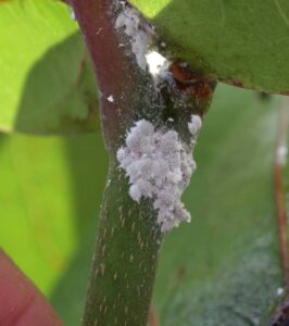 Mealybugs