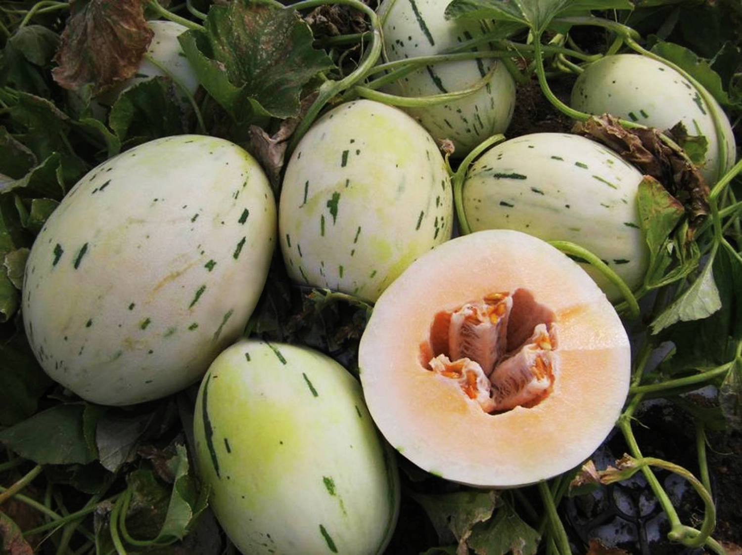Melon Orange Silver Wave