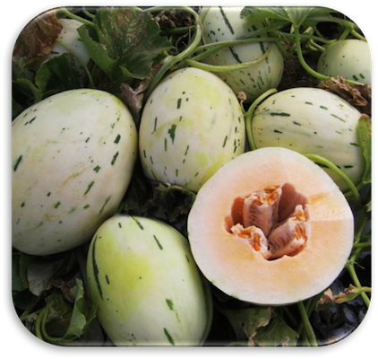 AAS Names Two Regional Winners for ’19