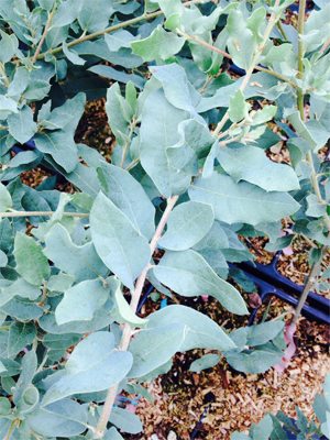 Farwest Names Best In Show Winners