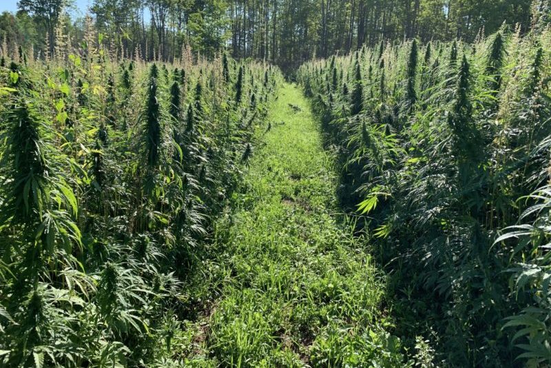 Tennessee Coalition Receives Nearly $5M Hemp Research Grant