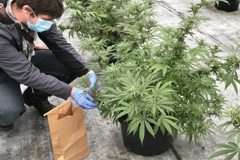 Michigan Begins Hemp Sampling Under New State Plan