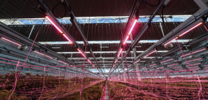 LED lighting