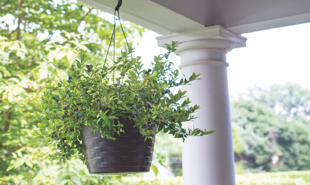 Bushel and Berry Introduces Three New Blueberry Plants for 2021