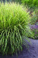Emerald Coast Growers Debuts New Ornamental Grass
