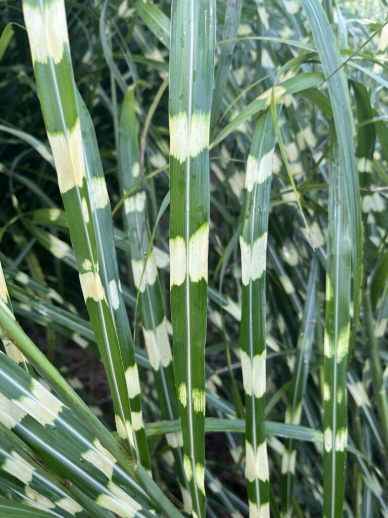 Emerald Coast Growers Presents Infertile Miscanthus Collection