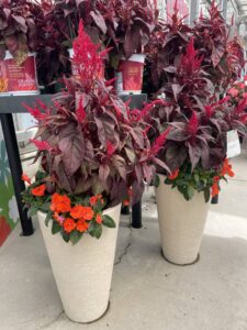 Mixing seed and vegetative (Sakata)