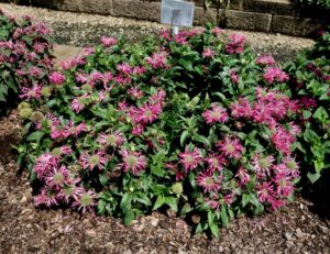 Monarda Electric Neon Pink - Walters Gardens