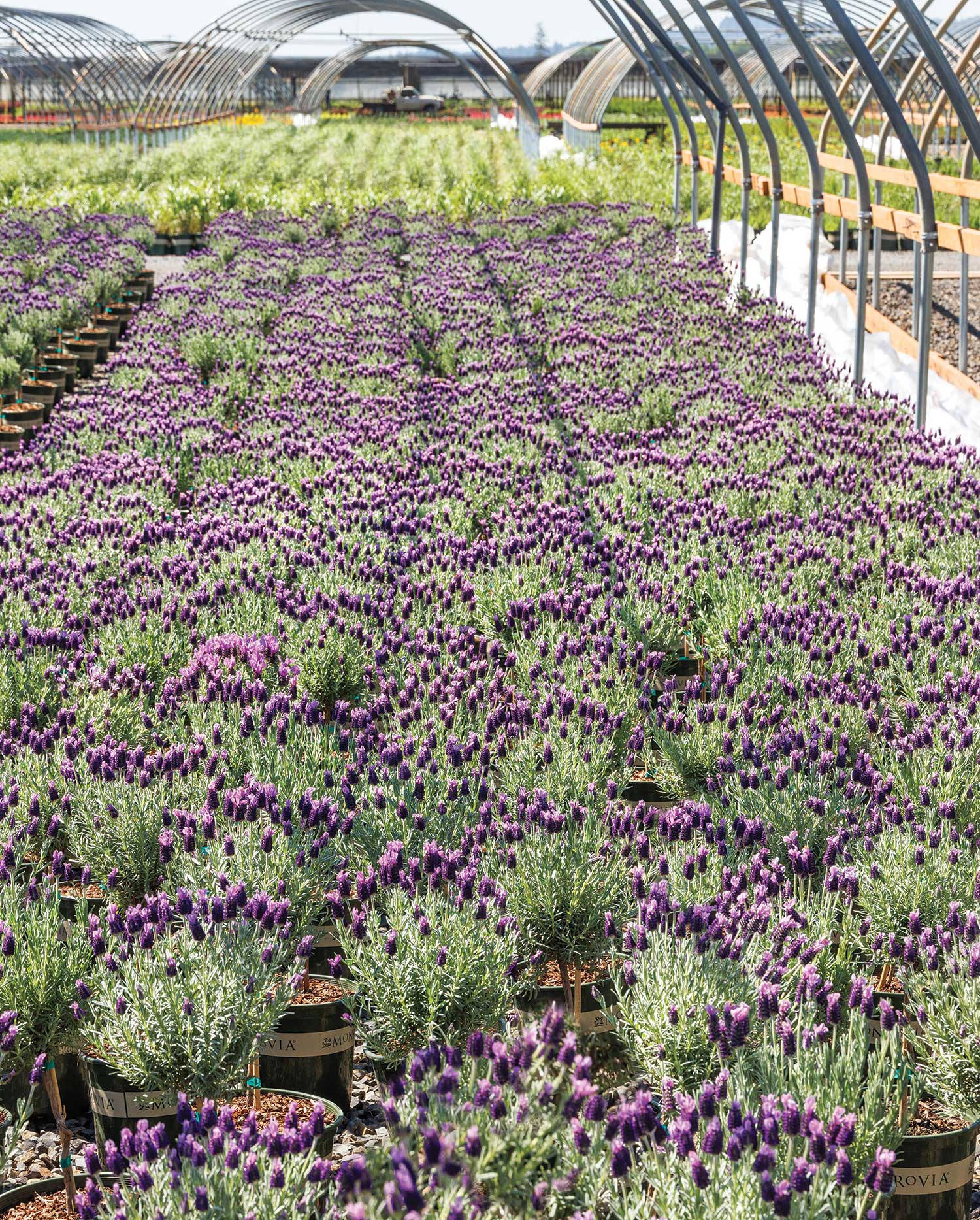 Monrovia’s Lavandula stoechas 'Anouk' nursery hoop house