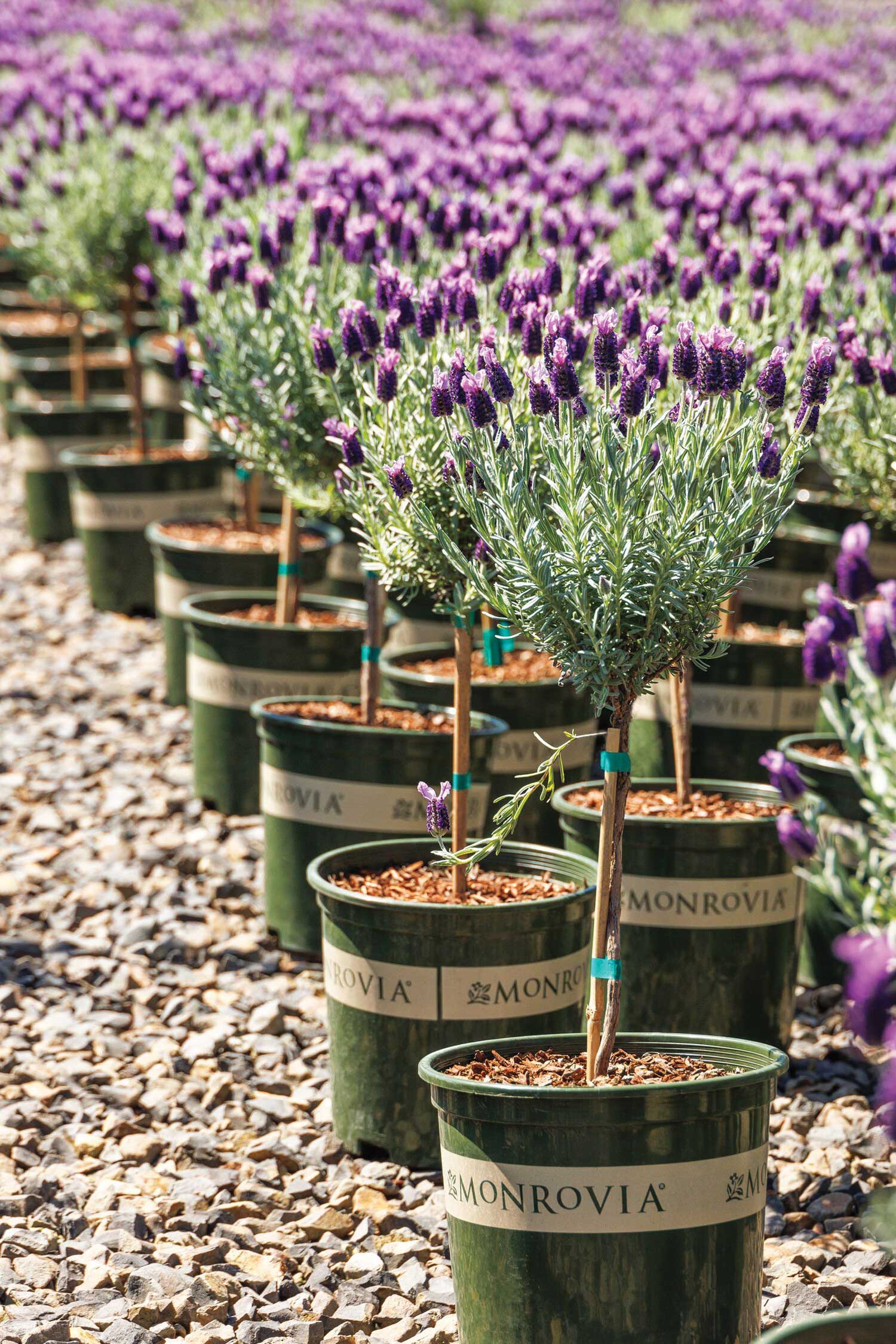 Monrovia’s Lavandula stoechas 'Anouk' nursery hoop.