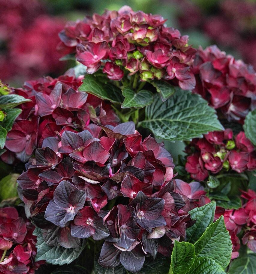 Hydrangea Centennial Ruby from Monrovia Nursery