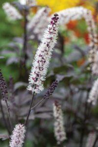 SNAKEROOT ‘PINK SPIKE’ from
Monrovia