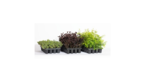 plants in liner trays